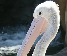 清晨法甲焦点战,新奥尔良鹈鹕伤情更新,气氛紧张,赛程密集仍需轮换(从法甲开始的成神之路笔趣阁) 清晨法甲焦点战,新奥尔良鹈鹕伤情更新,气氛紧张,赛程密集仍需轮换(从法甲开始的成神之路笔趣阁)